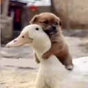 DuckGOGO